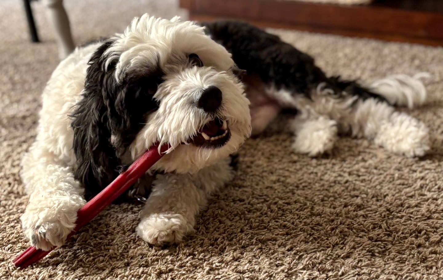 Customer photo review of 12 Inch Standard Bully Sticks