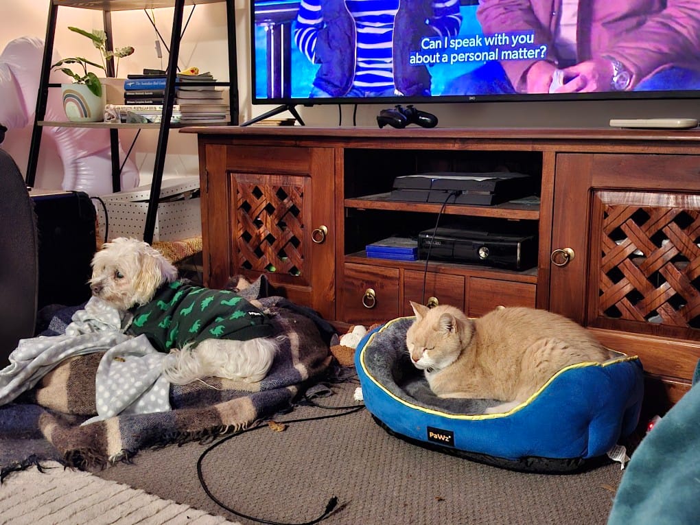Customer photo review of PaWz Electric Pet Heater Bed Thermal Protection