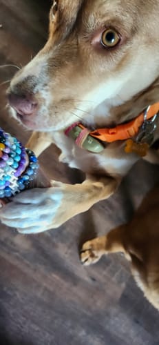 Karen W. review of STRĀ Dog Beaded Bracelet image 1 out of 1