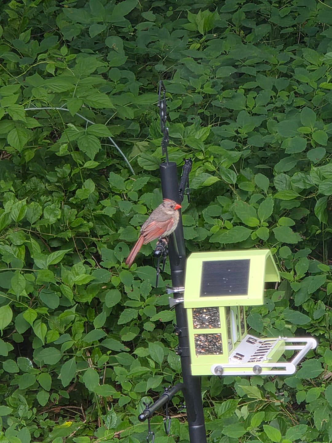 Customer photo review of Birdfy Feeder Metal - Smart Metal Feeder with Camera