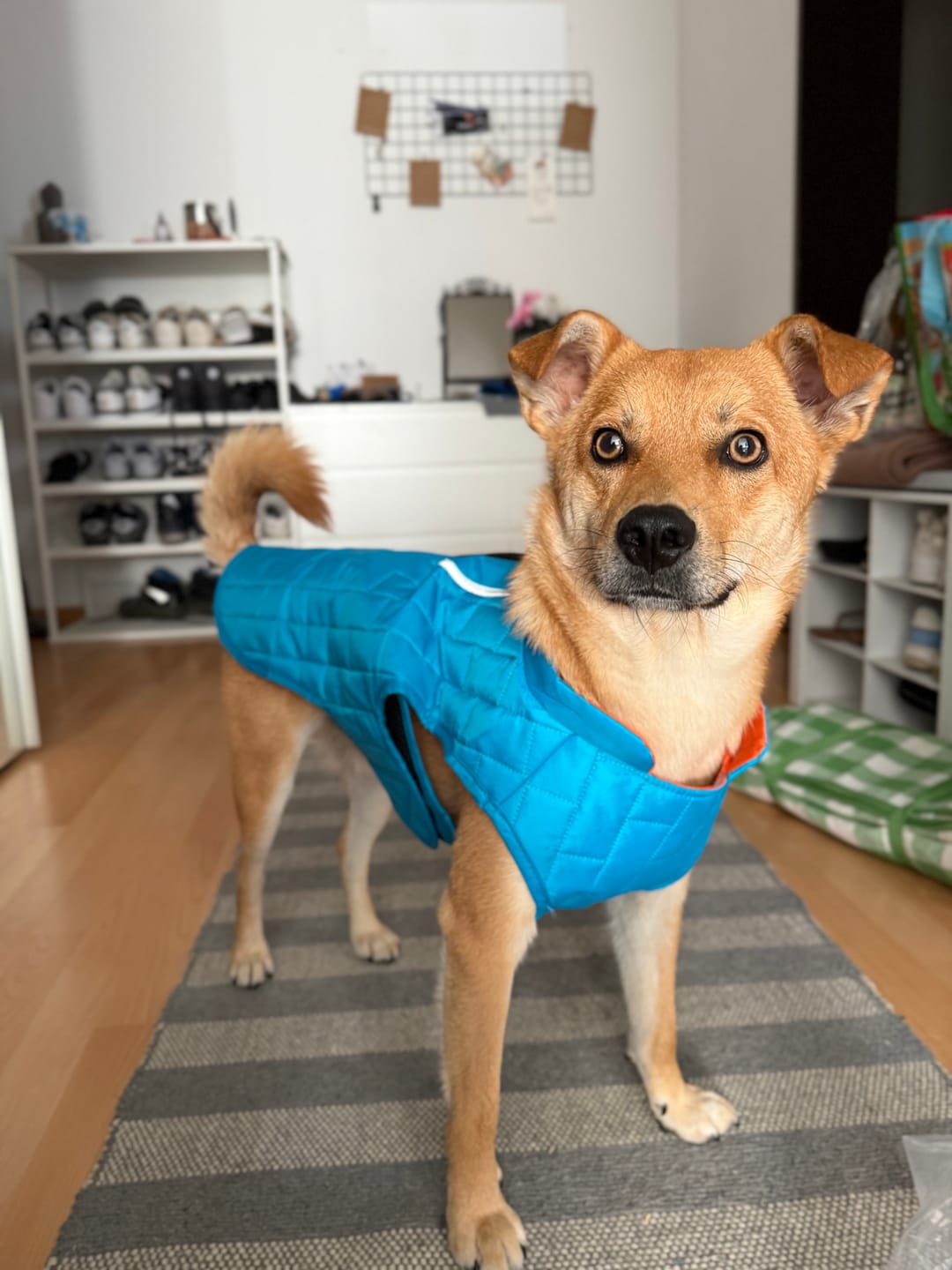 Customer photo review of Emmalove - Wasserdichte Hundeweste