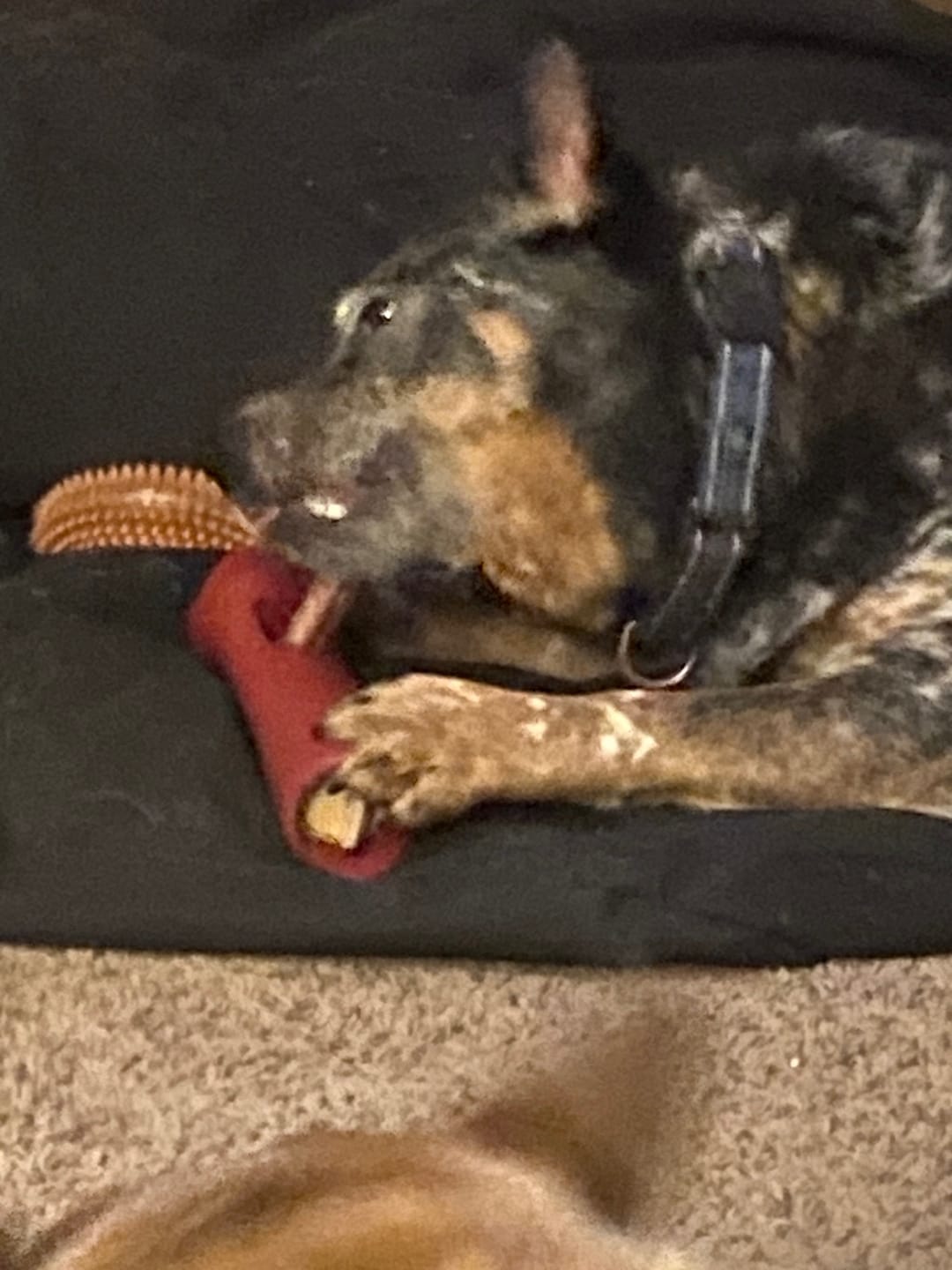 Customer photo review of Bully Stick Safety Holder