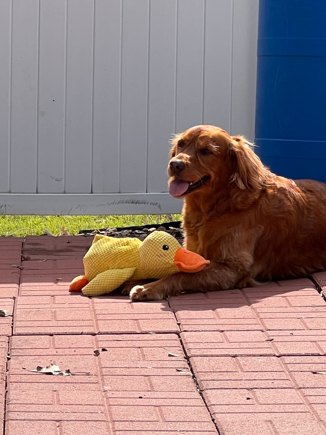 Customer photo review of Calming Duck