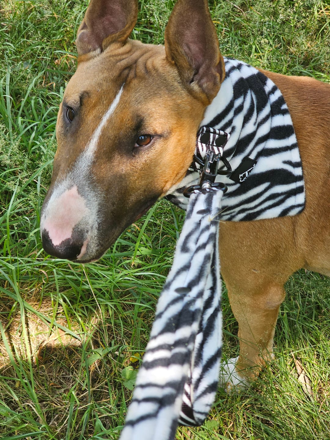 Customer photo review of Smycz nylonowa Walk Leash Zebra