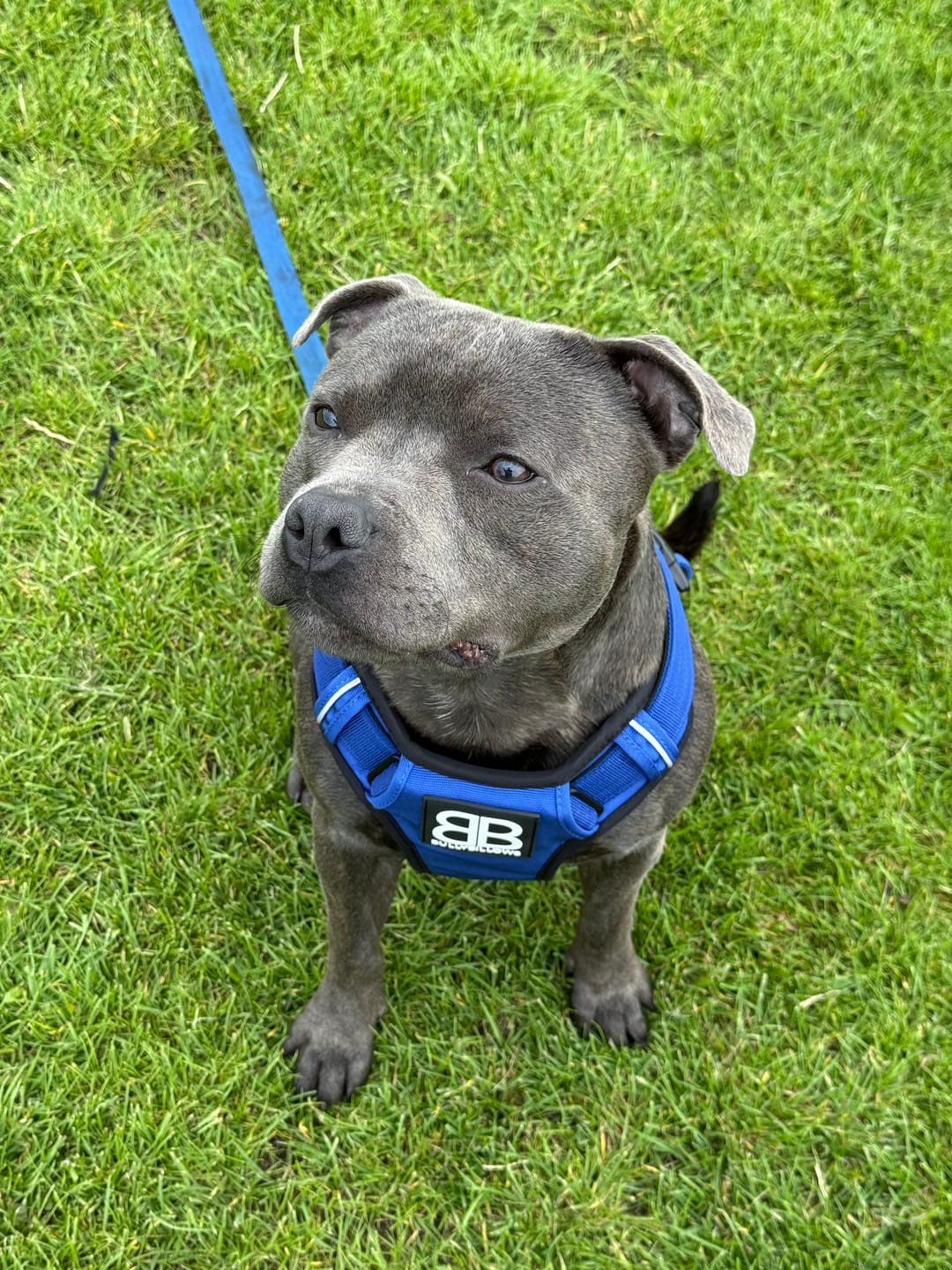Customer photo review of Comfort Premium Harness | Non Restrictive - Blue