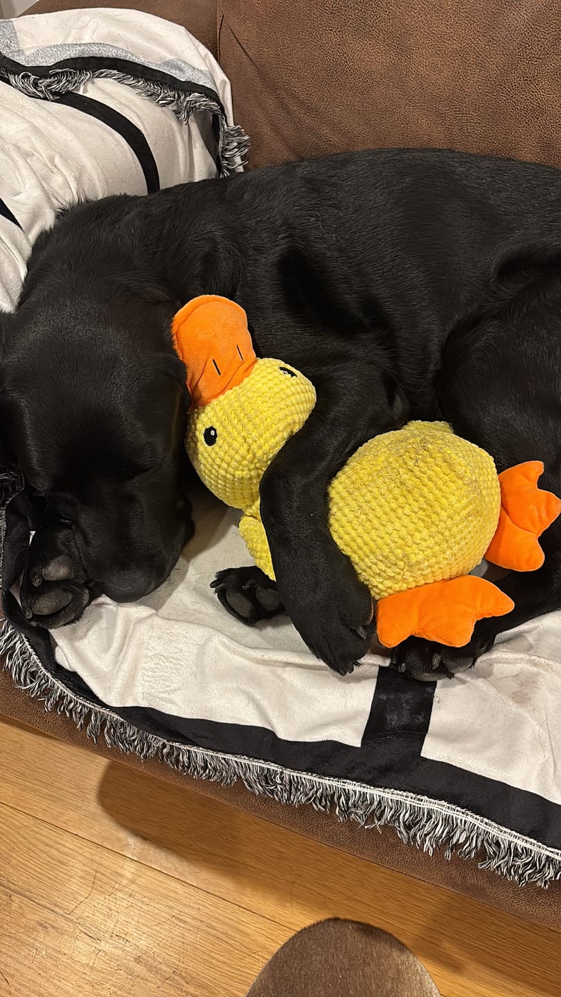 Customer photo review of Calming Duck