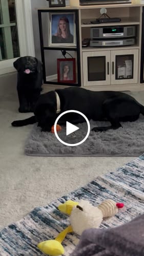 Customer video review of 12 Inch Standard Bully Stick