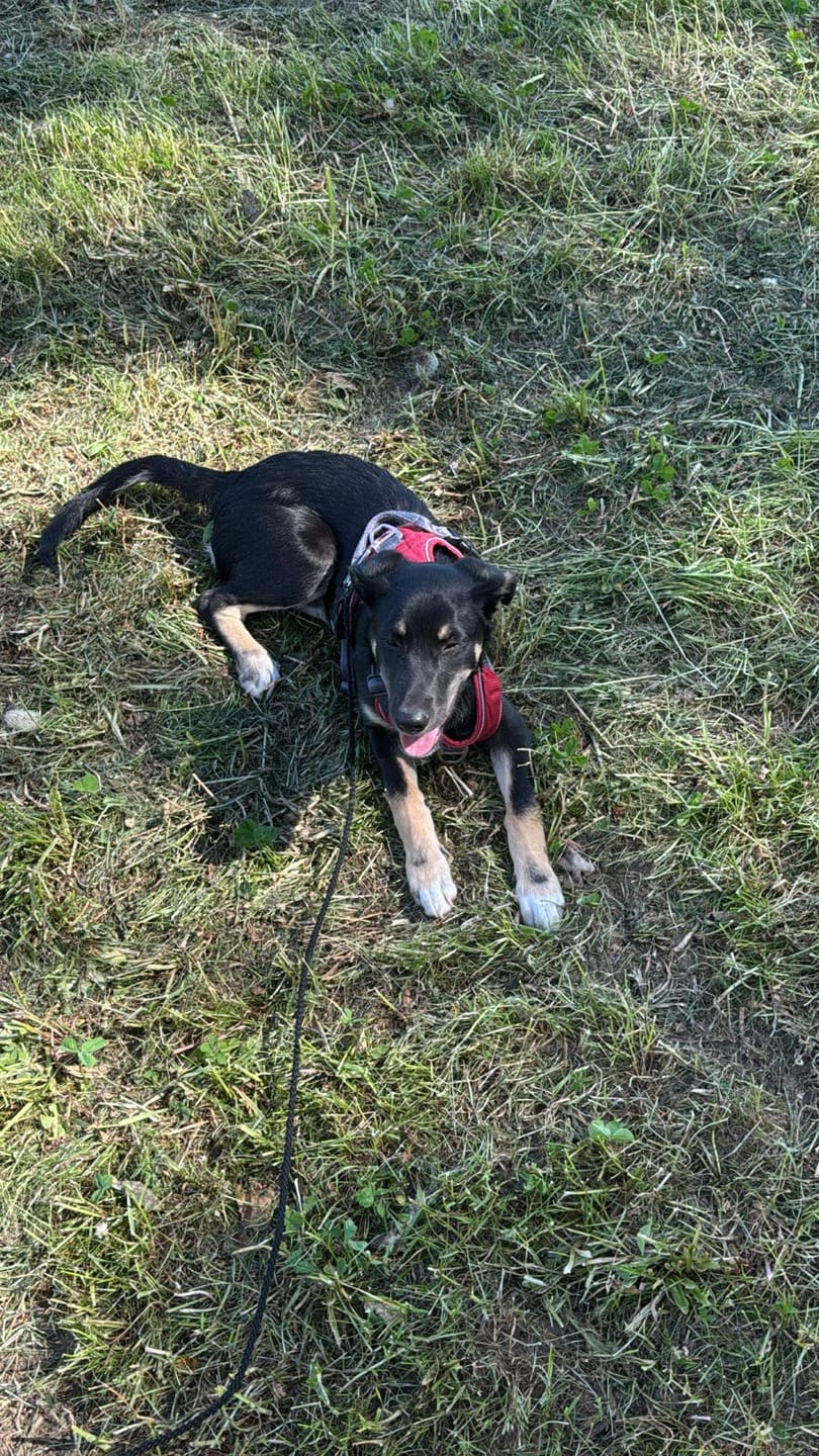 Customer photo review of DNA Test Rassebestimmung Pro Hund
