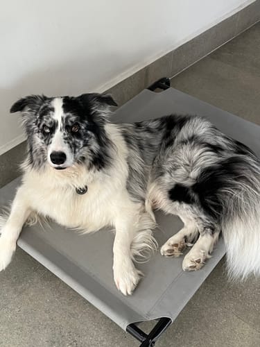 Customer photo review of NexGard Spectra®