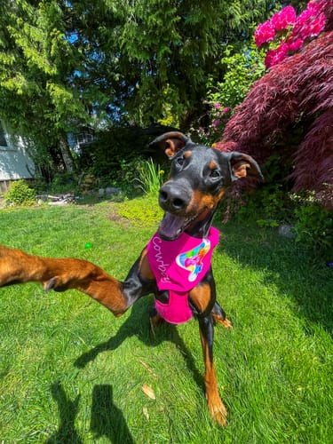Customer photo review of Personalized Dog Party Pack