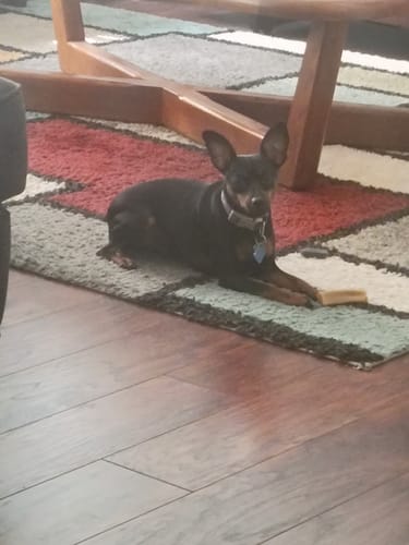 Customer photo review of Regular/Unflavored Himalayan Yak Chews | 8-Sizes (for Small to Big Dogs)