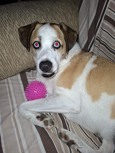 Customer photo review of Grain Free Cordero