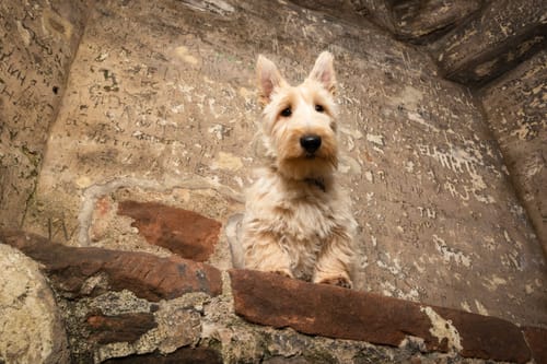 Customer photo review of Bugalugs Birthday Free Sample