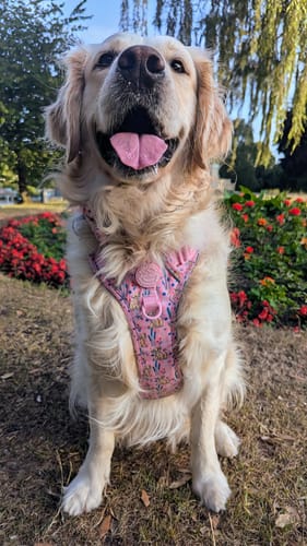 Customer photo review of Disney© Tough Trails™ Harness - Nala