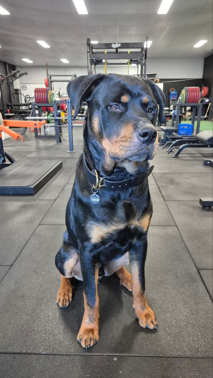 Customer photo review of BIG Dog Collar