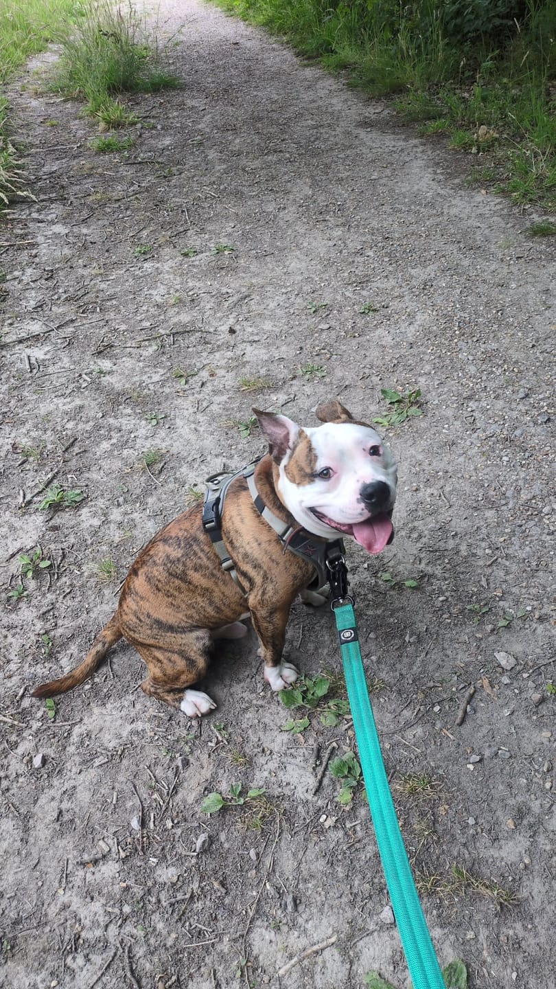 Customer photo review of Anti Pull Hurricane Harness - With Handle - Grey