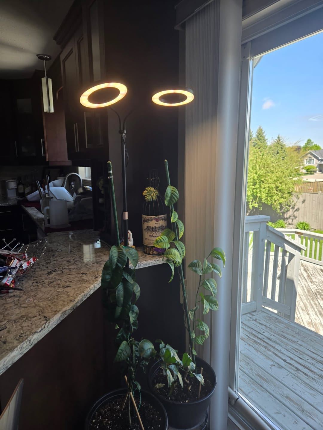 Customer photo review of Kelpy Food for Plants