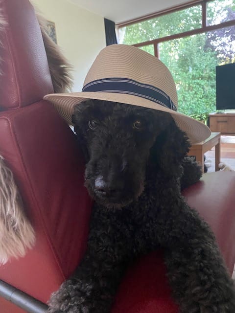 Customer photo review of Stripe Fedora Sun Hat