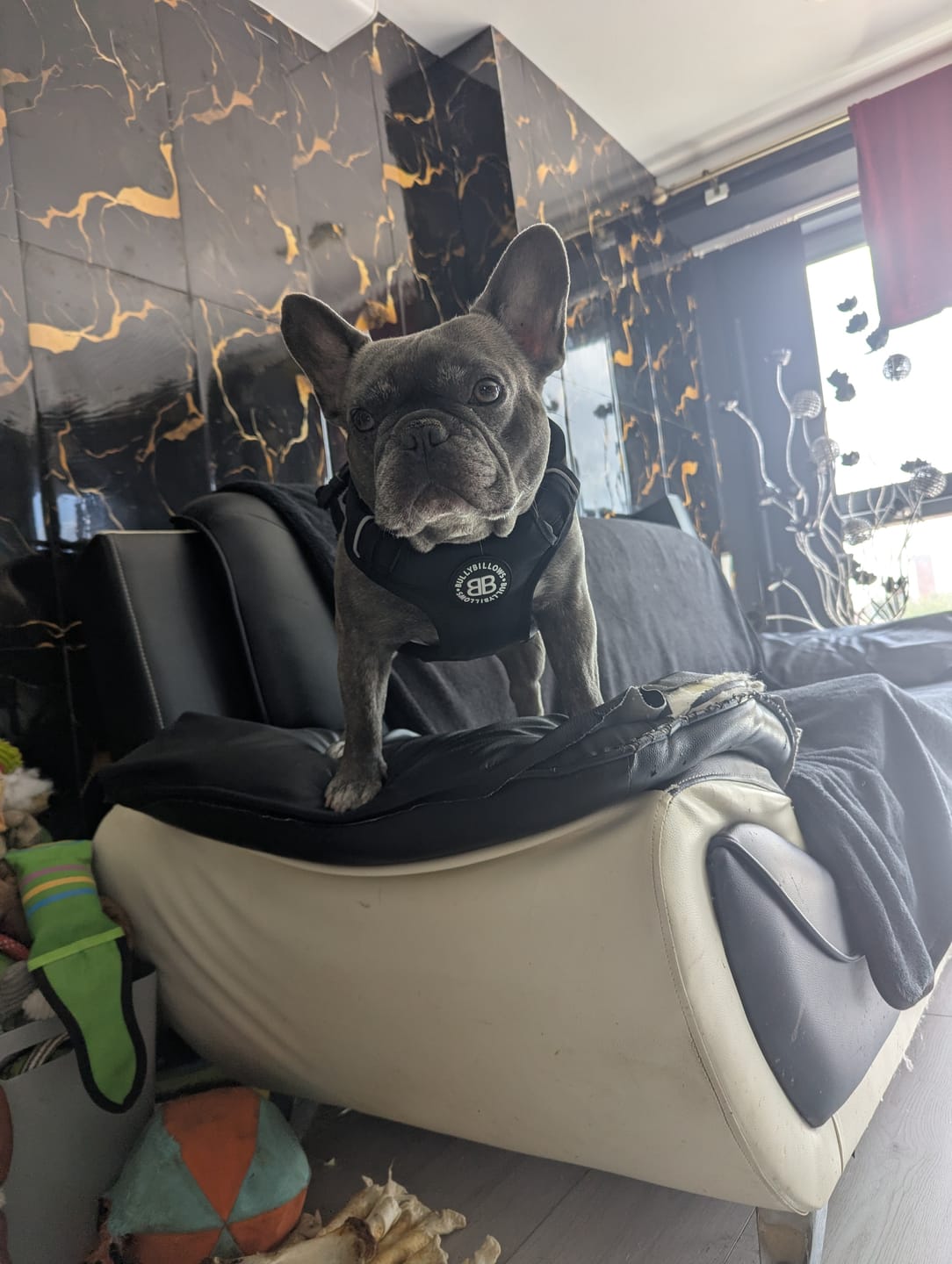 Customer photo review of Comfort Premium Harness | Non Restrictive - Black