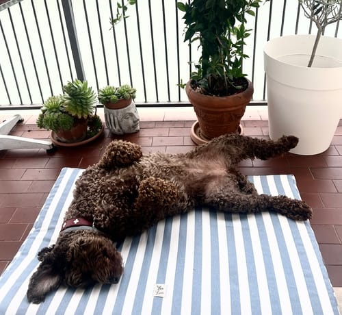 Customer photo review of Materassino Sfoderabile Cotone Premium Riga Larga Azzurro