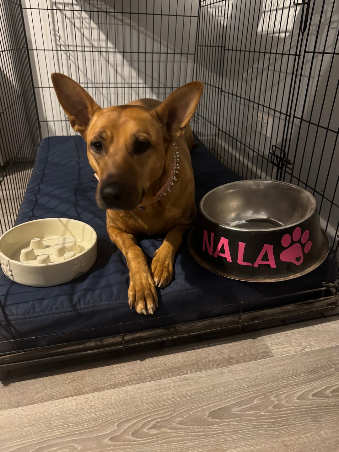 Customer photo review of Kangaroo Dog Crate Mat