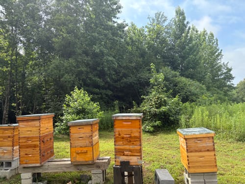 Customer photo review of BeeCastle Logo Free 8 Frame Beeswax Coated Unassembled Beehive:2 Deep Cedar Wood Bee Boxes, 1 Medium Cedar Wood Bee Box for Superior Beekeeping.
