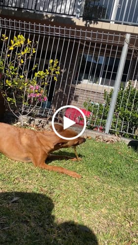 Customer video review of Kangaroo Skin Twists (10 Pack) Natural Dental Sticks!