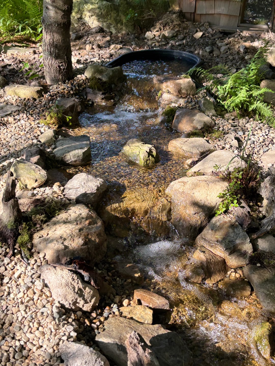 Customer photo review of Pond Kit 8' x 11' Marlin Series Ultimate Water Garden