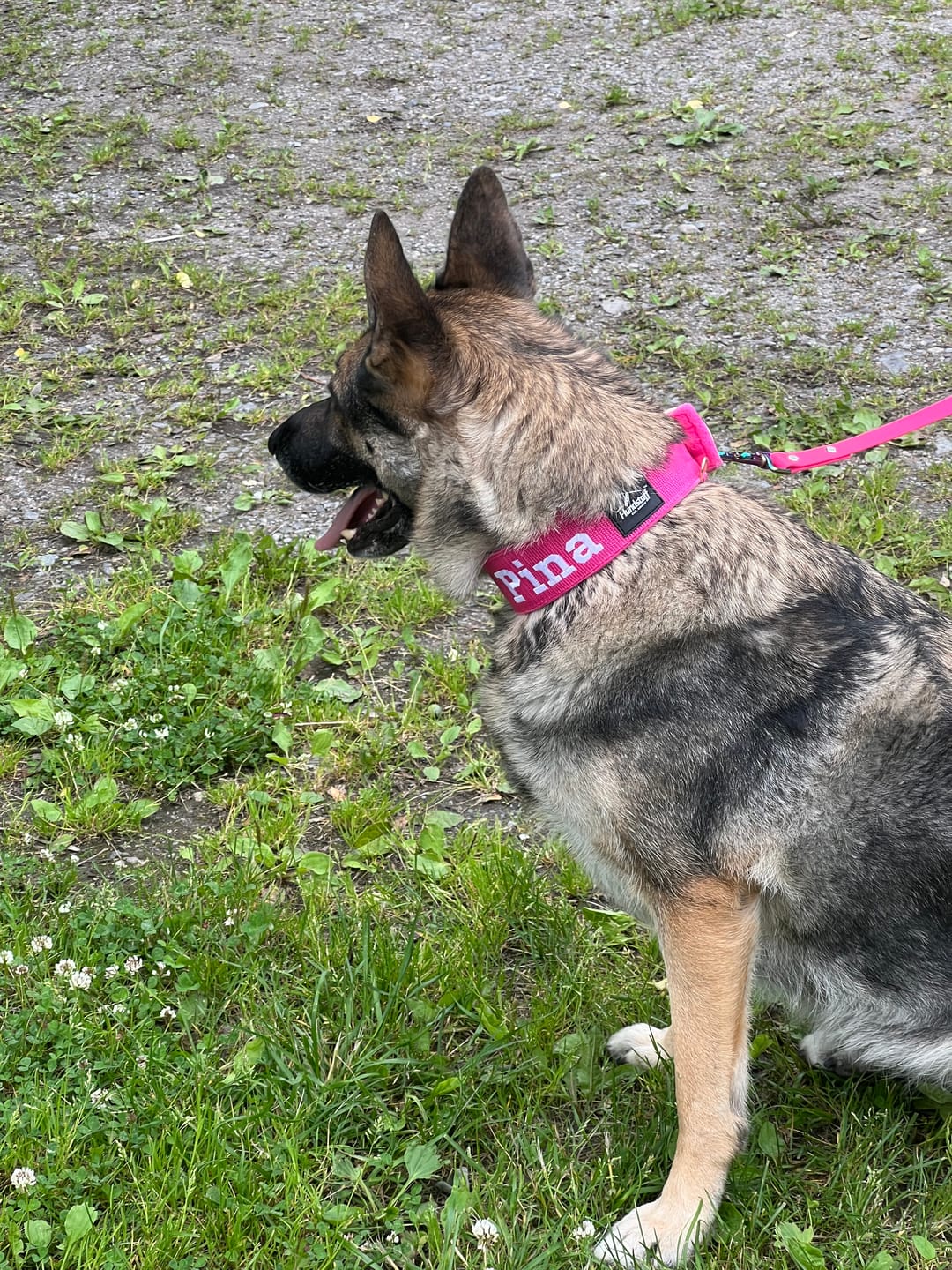 Customer photo review of Hundhalsband med namn