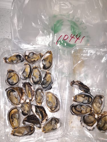 Customer photo review of Oysters Half Shell Frozen (Bistro) x 12