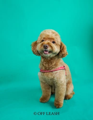 Customer photo review of Cookable Single Proteins