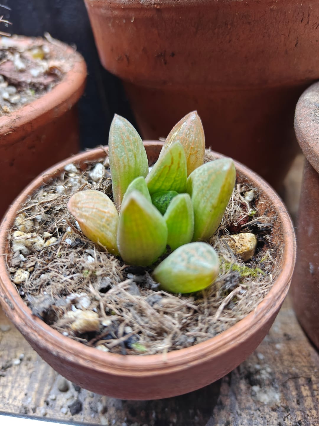 Customer photo review of Haworthia turgida var. suberecta