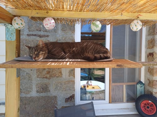 Avis photo d'un client sur Croquettes Chat Stérilisé Sans Céréales - Saumon