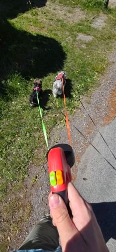 Customer photo review of TangleFree Duo™️ Retractable Double Dog Leash for small dogs