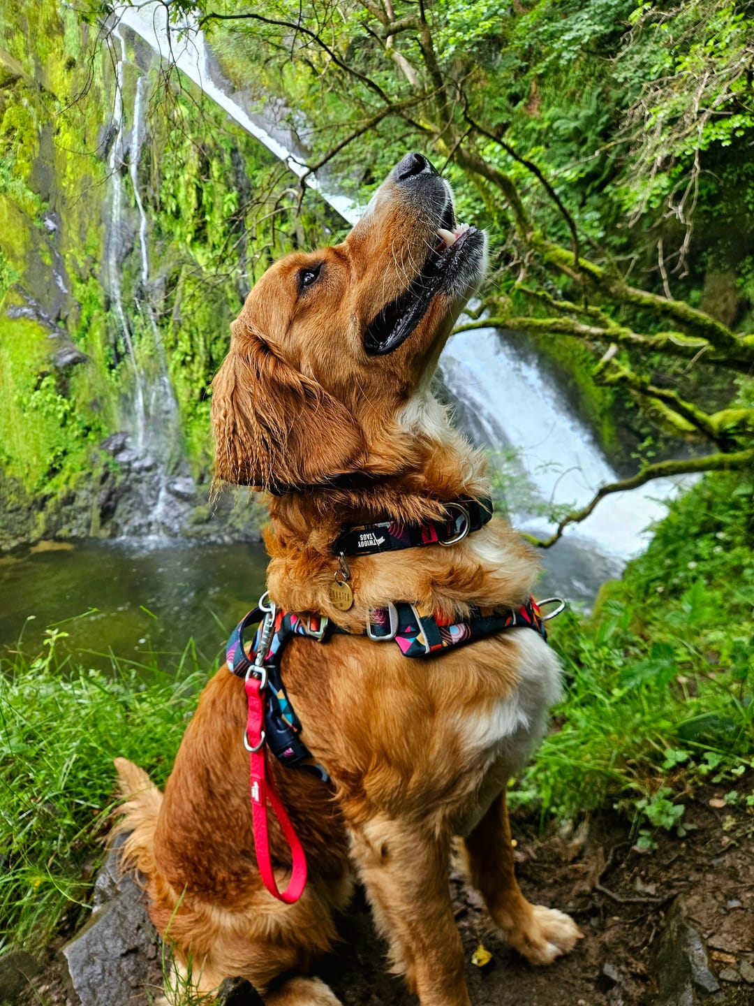 Customer photo review of Core Collar