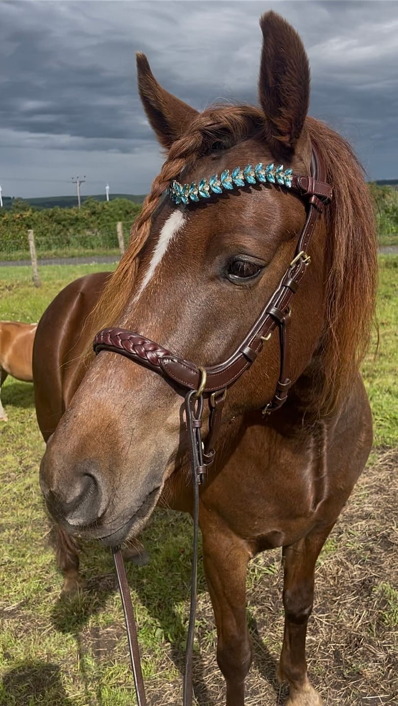 Customer photo review of Odessa bonita Multi Bridle with padded noseband - MASEGO bit to bitless system