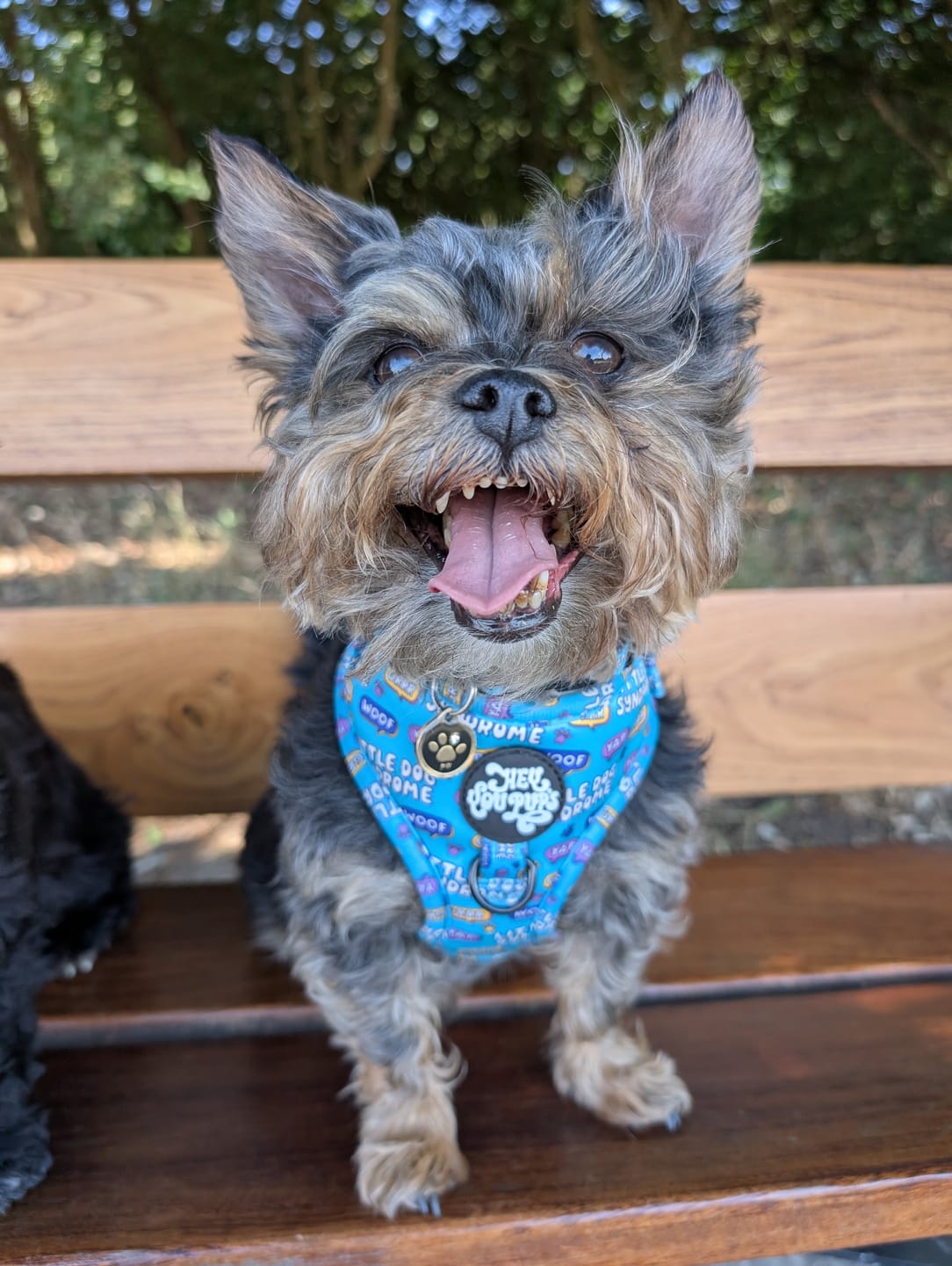 Customer photo review of Little dog syndrome harness