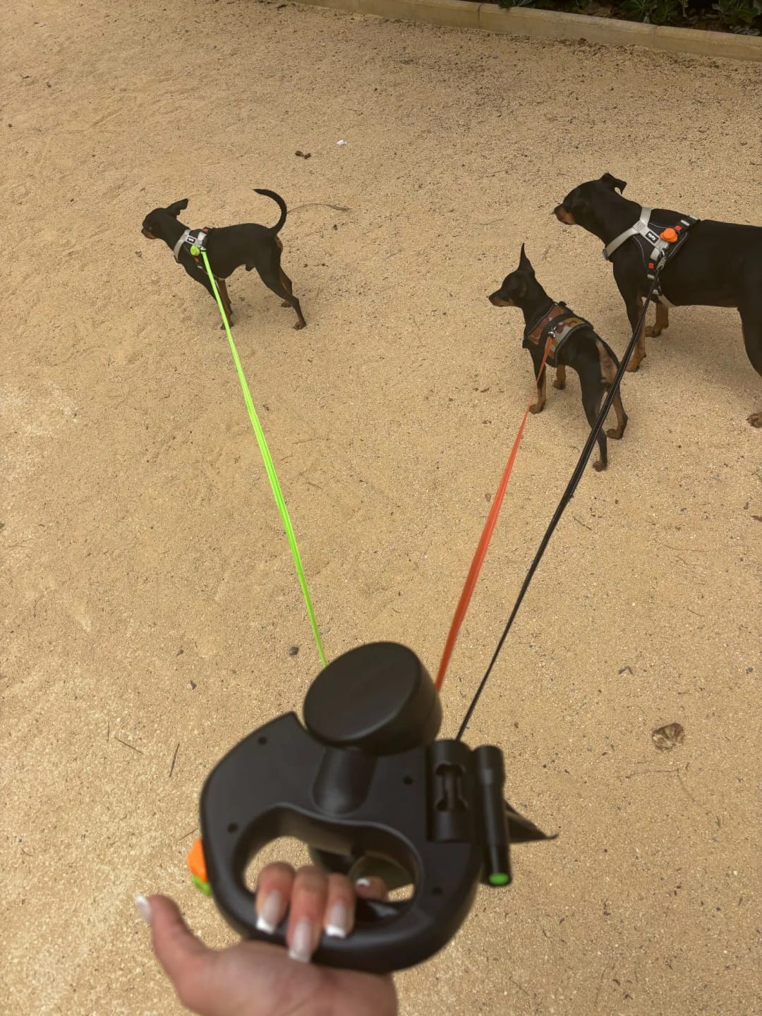 Customer photo review of TangleFree Duo™️ Retractable Double Dog Leash for small dogs