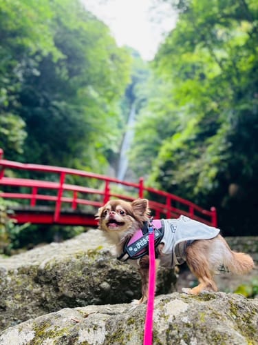 Customer photo review of FunFunPet 高機能ハーネス（お名前タグ作成サービス付き）