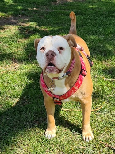 Customer photo review of Personalisation Fee £4.99