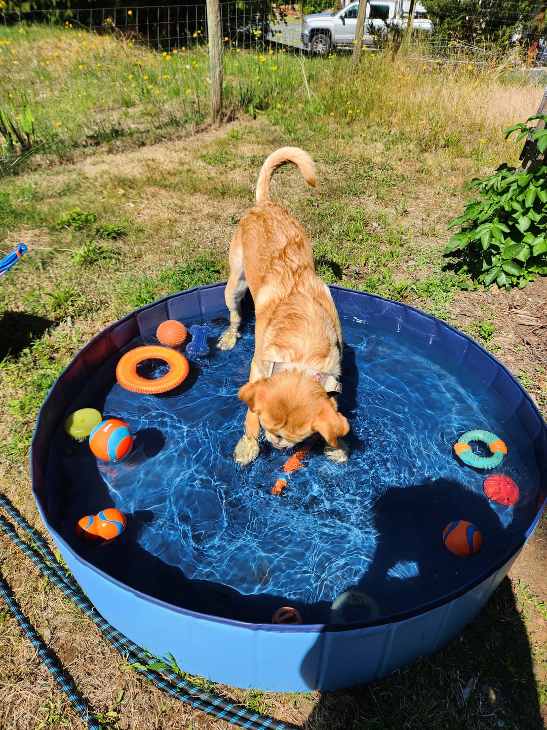 Customer photo review of 2" Tactik Dog Collar - Buttercream