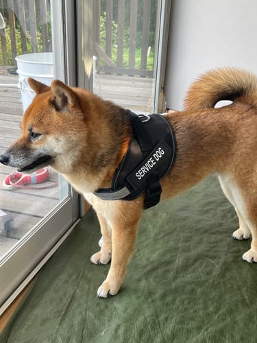 Customer photo review of FunFunPet 高機能ハーネス（お名前タグ作成サービス付き）