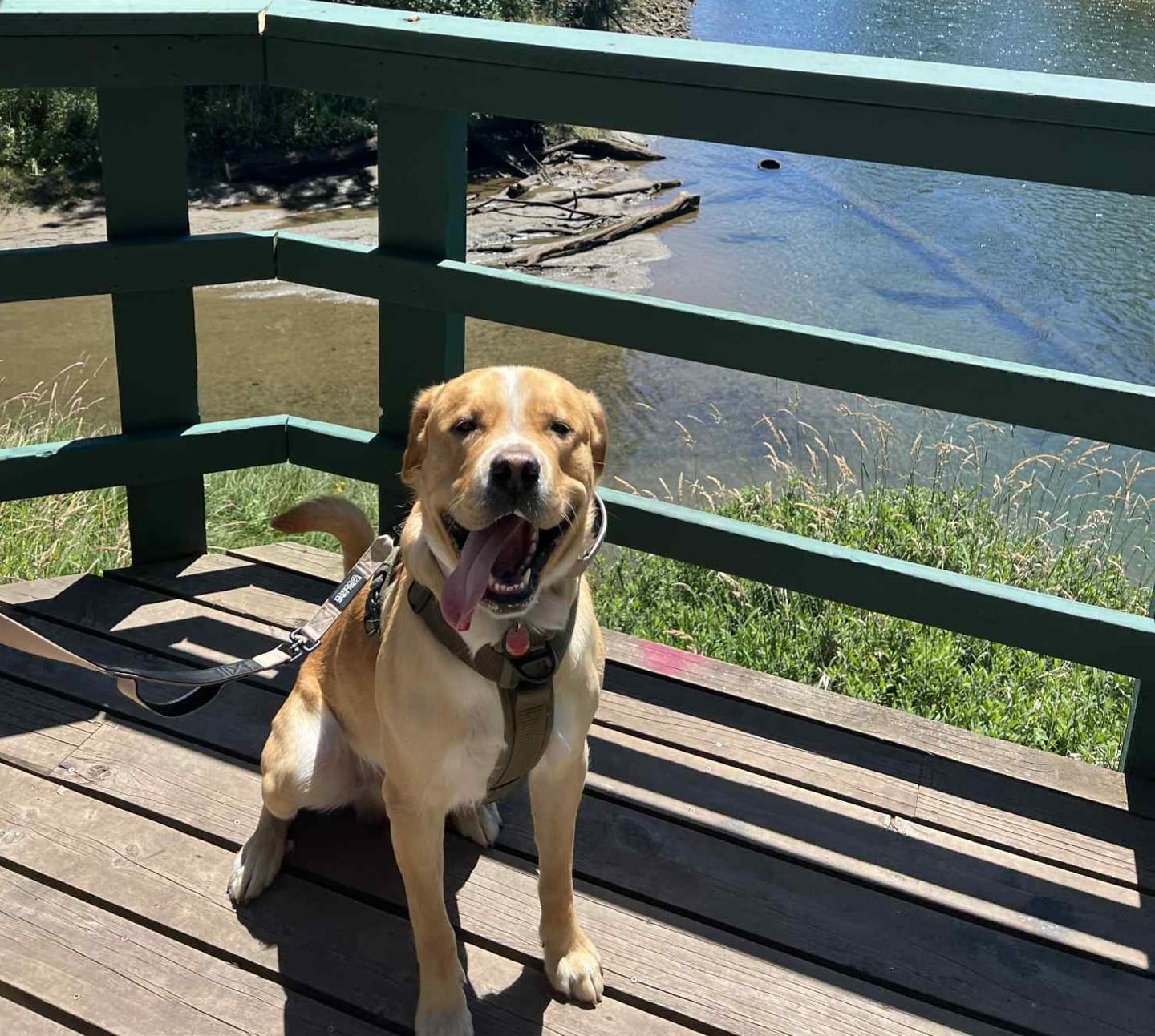 Customer photo review of Tacti Dog Leash - Buttercream