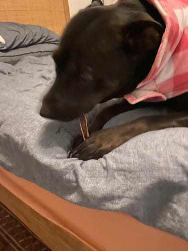 Customer photo review of Beef Skin Chips!
