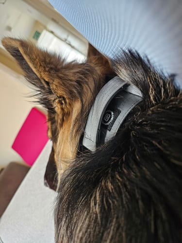 Customer photo review of 5cm Combat® Collar | With Handle & Secure Clip - Metal Grey