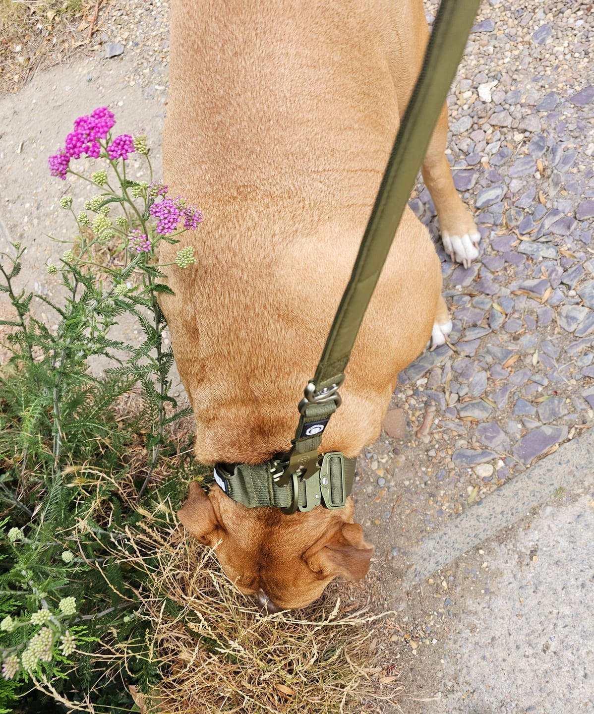 Customer photo review of 1.4m Lighter Swivel Combat Lead | Anti-Tangle & Secure Clip - Khaki x Khaki