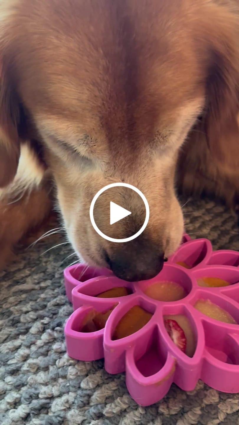 Customer video review of FreezSunflower - Interactive Frozen Sunflower Dog Chew