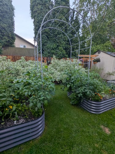 Customer photo review of Arch Garden Trellis