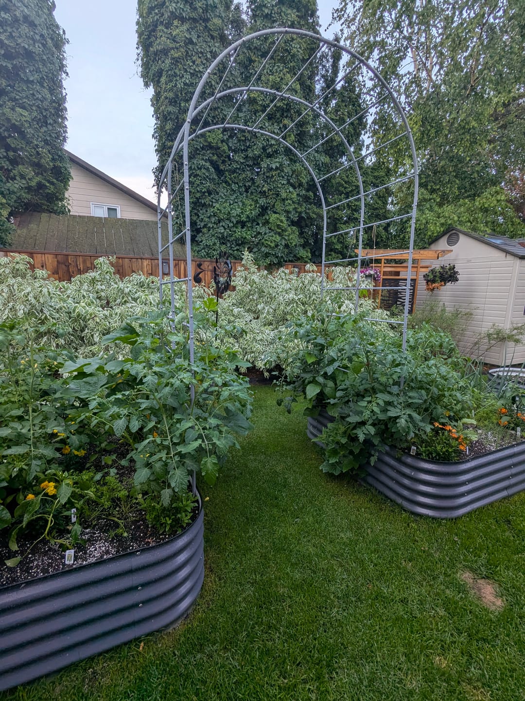 Customer photo review of Arch Garden Trellis