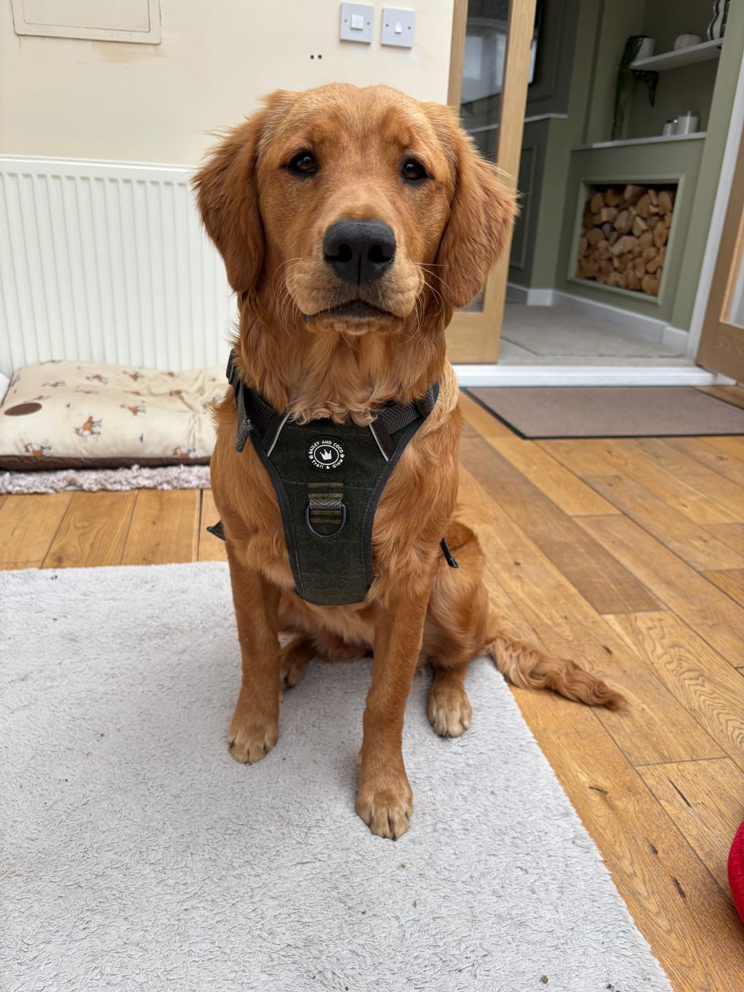 Customer photo review of Trail & Glow Tweed Dog Harness - Forest Tweed